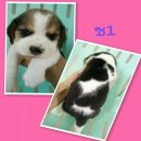 ขายน้องบีเกิ้ลน้อย3สี มาร์คสวยเป๊ะ น่ารักแสนรู้ ฉลาด ขี้เล่น ร่าเริง อ้วนจ้ำม่ำ...