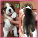 น้องบีเกิ้ลน้อย3สีหาบ้านใหม่ มาร์คสวยเป๊ะ น่ารัก แสนรู้ ฉลาด ขี้อ้อน ร่าเริง อ้ว...