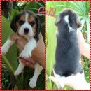 น้องบีเกิ้ลน้อย3สีหาบ้านใหม่ น่ารัก แสนรู้ ฉลาด ขี้เล่น ร่าเริง อ้วนจ้ำม่ำ แข็งแ...