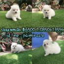 ปอมเพศเมีย น่ารักแข็งแรงพร้อมย้ายบ้านเพียง 6500 ราคาต่อรองได้นะค่ะ