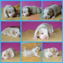 เปิดจอง🐕น้องหมาบีเกิ้ลน้อย2สี💚3สี💗มาร์คสวยๆ 👄น่า...