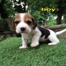 น้องหมาบีเกิ้ล สามสี น่ารัก สุขภาพแข็งแรง ราคาไม่แพง จัดส่งฟรี