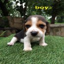 น้องหมาบีเกิ้ล สามสี น่ารัก สุขภาพแข็งแรง วัคซีนเข็มแรกให้ก่อนส่ง ราคาไม่แพง จัด...