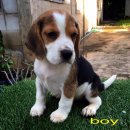 น้องหมาบีเกิ้ล สามสี น่ารัก สุขภาพแข็งแรง ราคาไม่แพง พร้อมจัดส่งฟรี
