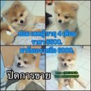 ปอมเมอเรเนียนแท้ ไซด์เล็ก