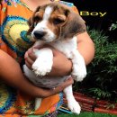 น้องหมาบีเกิ้ล เพศผู้ น่ารัก สุขภาพแข็งแรง ราคาไม่แพง พร้อมจัดส่งฟรี