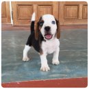 น้องบีเกิ้ลแท้ เพศผู้ ตาสีฟ้า พร้อมย้ายบ้านจร้า