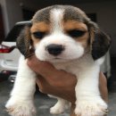 ลูกบีเกิ้ลเพศผู้น่ารักๆ 