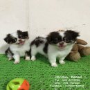 ชิวาวา ขนยาว ไซด์เล็ก มีใบเพ็ดดีกรีเต็มใบ