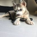 ลูกไซบีเรียน เพสเมีย ตาสองสี 2 ตัว น่ารักขี้เล่น