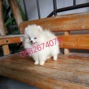 ปิดการขายน้องปอมเพศผู้ หน้าหมี