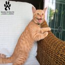 หนุ่มน้อยScottish fold เพศชาย สี:RED MAC TABBY ใบเพ็ดชมรมscfc ราคาพิเศษ สนใจจริง...