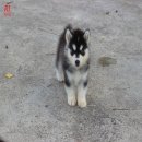 ขายไซบีเรียนแท้   เพศผู้1 (ตาฟ้า1ข้าง) เพศเมีย2  (ตาฟ้าคู่1)(ตาฟ้าข้างเดียว1) รา...