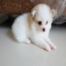 ขายน้องปอม หน้าหมี ตัวเล็ก ราคาถูก