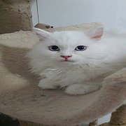 ขายscottish foldสีขาว หูตั้ง ตาฟ้า ขนยาว อายุ3เดือน