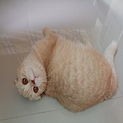 Scottish fold เพศเมีย ขี้อ้อนมาก อายุ 10 เดือน