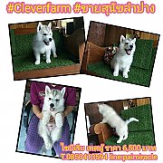 ไซบีเรียเพศผู้ ราคา 6,500 บาทเท่านั้น