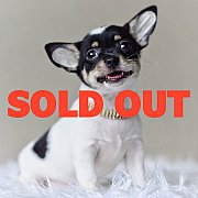 LITTLE DOG'S FARM : ย้ายบ้านแล้วค่ะ สาวน้อยชิวาวาขนสั้น สีขาว-ดำ เลี้ยงง่ายจ้า