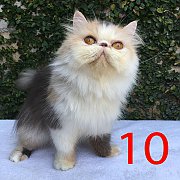 ขายแม่พันธุ์เปอร์เซียหน้าบี้