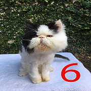 ขายแม่พันธุ์เปอร์เซียหน้าบี้
