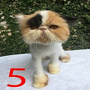 ขายแม่พันธุ์เปอร์เซียหน้าบี้