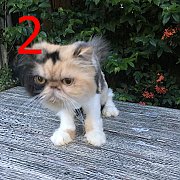 ขายแม่พันธุ์เปอร์เซียหน้าบี้