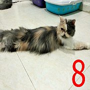 ขายแม่พันธุ์เปอร์เซียหน้าบี้