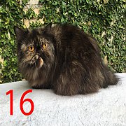 ขายแม่พันธุ์เปอร์เซียหน้าบี้