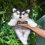 ไซบีเรียนวูลลี่โค้ด