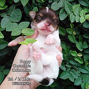 ชิวาวา มีคิ้ว หนุ่มน้อย สีช็อคโกแลต ขาว ลายวัว