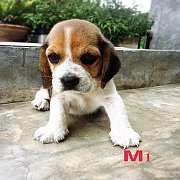 เปิดจองน้องหมาบีเกิ้ล สามสี น่าตาน่ารัก สุขภาพแข็งแรงร ราคาไม่แพง พร้อมจัดส่งฟรี
