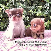 ชิวาวา มีคิ้ว หนุ่มน้อย สีช็อคโกแลต ขาว ลายวัว