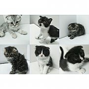 ***scottish fold***