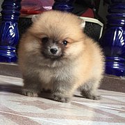 ปอมแท้ เพศผู้ 5000บาท