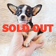 LITTLE DOG'S FARM : ย้ายบ้านแล้ว ชิวาวาขนสั้น สีแฟนซีขาว-ดำ น่ารักๆจ้า