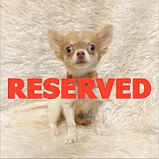 LITTLE DOG'S FARM : จองแล้วค่ะ ชิวาวาขนยาว สีแฟนซีขาว-เทา น่ารักๆจ้า