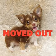 LITTLE DOG'S FARM : ย้ายบ้านแล้ว หนุ่มน้อยชิวาวาขนยาว สีแฟนซีขาว-ชอคโกแลต น่ารัก...