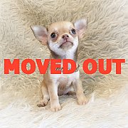 LITTLE DOG'S FARM : ย้ายบ้านแล้วค่ะ  สาวน้อยชิวาวาขนสั้น  หน้าหวานๆ น่ารักๆจ้า