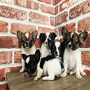 ชิวาวา ขนยาว หน้าสวยๆ จัดส่ง