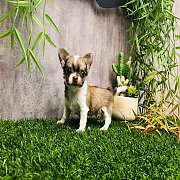 ชิวาวาขนยาวผู้ สวยๆ