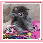 ***ได้บ้านแล้ว***ลูกแมวเปอร์เซียพันธุ์แท้โทนเทา