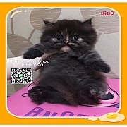 ***ได้บ้านแล้ว***ลูกแมวเปอร์เซียพันธุ์แท้