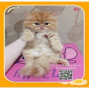 ***ได้บ้านแล้ว***ลูกแมวเปอร์เซียพันธุ์แท้