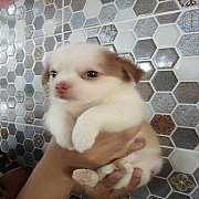 ขายลูกสุนัขชิวาวาอายุ 30 วัน เพศเมีย