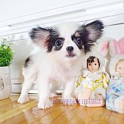 หาบ้านให้ลูกสาว น้องไอโกะ เด็กน่ารัก ตากลม โต สายไตหวันแท้ สีขาวดำ มีคิ้ว พิเศษ...
