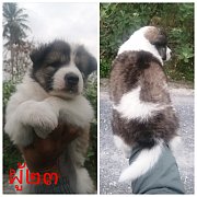 ขาย​บางแก้ว​ ผู้​2เมีย1
