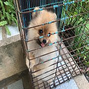 ขายสุนัขปอม สวย ๆ