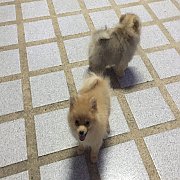 ปอมปอม น่ารัก