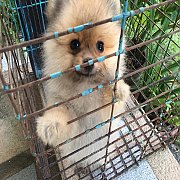 ปอม เมีย1 ผุ้ 1 สีน้ำตาล