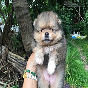 ปอมแท้น่ารัก ขายและหญิง